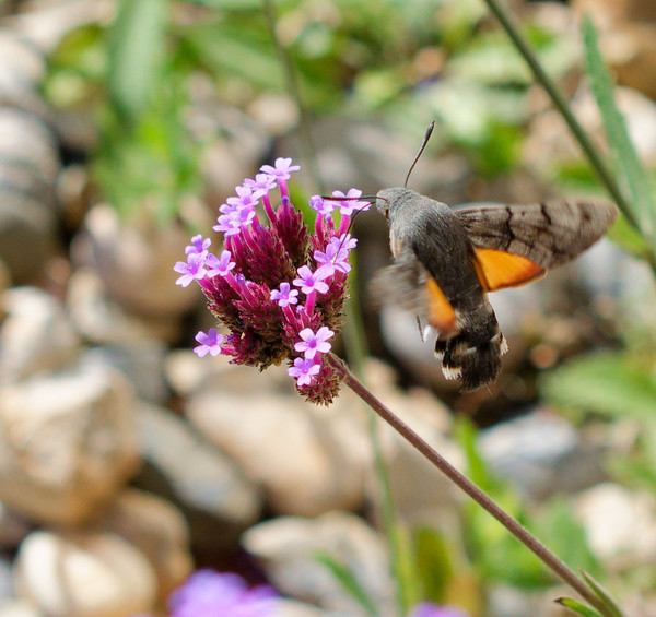 bzzzz